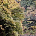 写真: rs-141110_19_氷川渓谷から見た氷川小橋側・SL(奥多摩) (8)