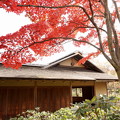 写真: rs-141117_02_日本庭園の紅葉・SH(昭和記念) (21)