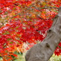 写真: rs-141130_01_紅葉山庭園で京都を思う(喜多院) (5)