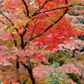 写真: rs-141130_01_紅葉山庭園で京都を思う(喜多院) (6)