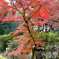 写真: rs-141130_01_紅葉山庭園の紅葉(喜多院) (17)