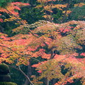 写真: rs-141130_01_紅葉山庭園の様子(喜多院) (18)