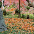 写真: rs-141130_01_紅葉山庭園の様子(喜多院) (19)