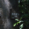 rs-150415_赤樫(多摩川台) (1)