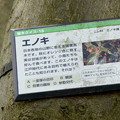 rs-150502_榎の幹(三つ池) (1)