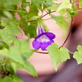 写真: rs-151004_アサリナ・紫(我が家の花壇) (2)