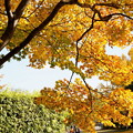 写真: rs-151116_02_日本庭園出口の黄葉(昭和記念) (6)