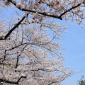 写真: rs-160406_32_青空と桜・SH(半蔵濠)
