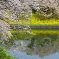 rs-160406_35_菜の花と桜・SH(半蔵濠) (2)