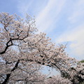 写真: rs-160406_38_青空と桜・SH(半蔵濠)