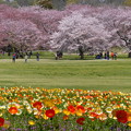写真: rs-160411_09_ポピーと桜(昭和記念公園) (3)