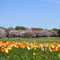 写真: rs-160411_52_ポピーと桜・SH(昭和記念公園) (2)