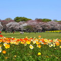 写真: rs-160411_52_ポピーと桜・SH(昭和記念公園) (5)