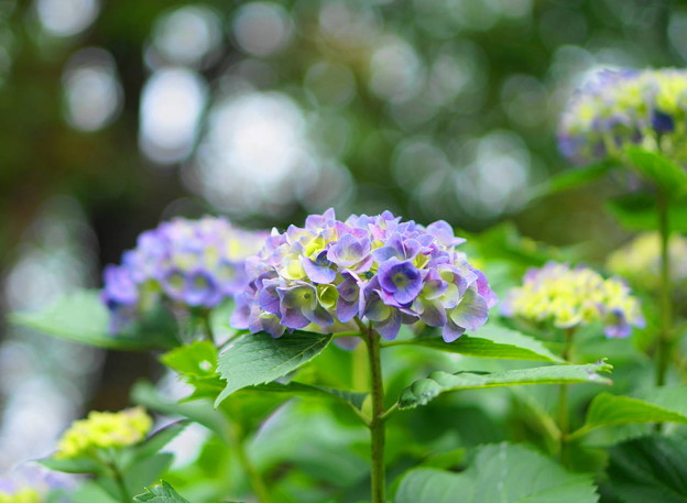 写真: rs-160526_紫陽花が咲はじめです・S50(多摩川台) (1)