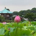 写真: rs-160727_18_弁天堂と蓮の花(不忍池) (32)