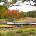 写真: rs-161110_41_水鳥の池付近の紅葉・SH(昭和記念公園) (16)