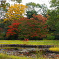 写真: rs-161110_41_水鳥の池付近の紅葉・SH(昭和記念公園) (20)
