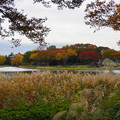 写真: rs-161110_41_水鳥の池付近の紅葉・SH(昭和記念公園) (23)