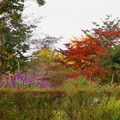 写真: rs-161110_41_水鳥の池付近の紅葉・SH(昭和記念公園) (24)