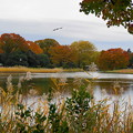 写真: rs-161110_41_水鳥の池付近の紅葉・SH(昭和記念公園) (52)