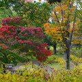 写真: rs-161110_41_水鳥の池付近の紅葉・SH(昭和記念公園) (54)