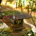 写真: rs-161130_01_日本庭園の紅葉・SH(等々力渓谷) (8)