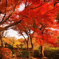 写真: rs-161130_01_日本庭園の紅葉・SH(等々力渓谷) (28)