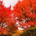 写真: rs-161130_01_日本庭園の紅葉・SH(等々力渓谷) (29)