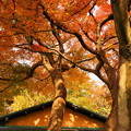 写真: rs-161130_08_日本庭園の紅葉・SH(等々力渓谷) (7)
