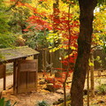 写真: rs-161130_08_日本庭園の紅葉・SH(等々力渓谷) (12)