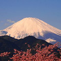 写真: rs-170213_56_富士山と河津桜・SL(松田山) (11)