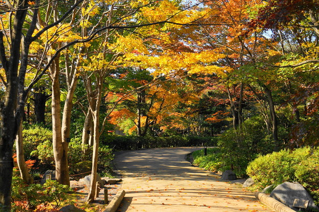 写真: 171107_07_日本庭園の様子・S18200(昭和記念公園) (24)
