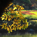 写真: 171107_07_日本庭園の様子・S18200(昭和記念公園) (104)