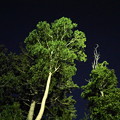 写真: 180714_12_この木が邪魔でした・S18200・α60(ヘブンス・そのはら)