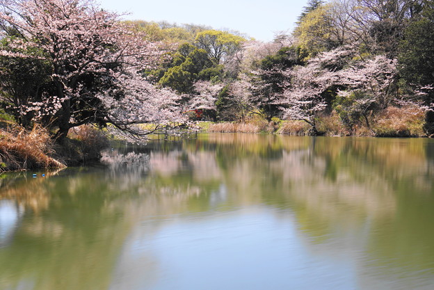 写真: 190402_11M_スローで桜を・S18299(三つ池) (100)