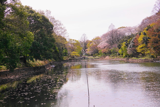 写真: 190405_21M_名所の桜・S18200(三つ池) (25)