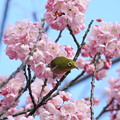 写真: 200219_11M_メジロと桜？・RX10M3(二ｹ領用水) (33)