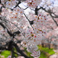 写真: 200403_04S_桜が綺麗・S1655G(渋川) (2)