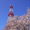 写真: 200402_05K_電波塔と桜・S18200(鶴見川) (4)