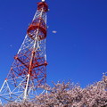 200402_05K_電波塔と桜・S18200(鶴見川) (12)