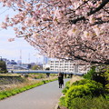 写真: 200402_02Y_川岸の桜・S18200(矢上川) (6)