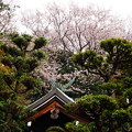 写真: 200330_03K_染井吉野と熊野神社・RX10M3(日吉) (4)