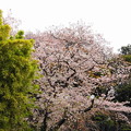 写真: 200330_03K_染井吉野と熊野神社・RX10M3(日吉) (5)