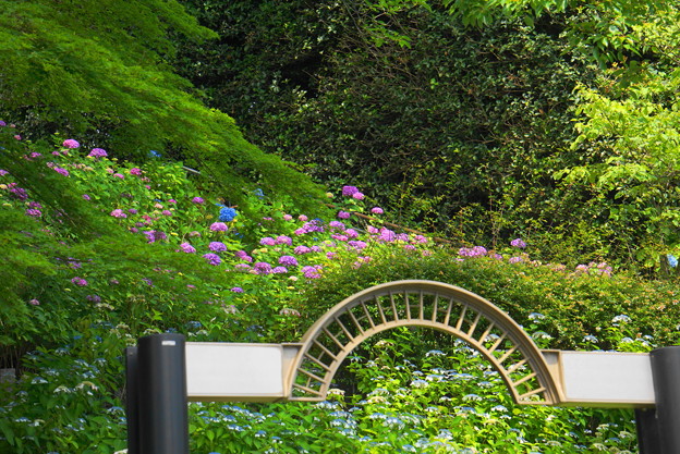 写真: 200609_11A_紫陽花を愛でる・S18200(多摩川台) (7)