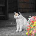 写真: 200714_05N_近隣の猫・RX10M3(近隣) (5)