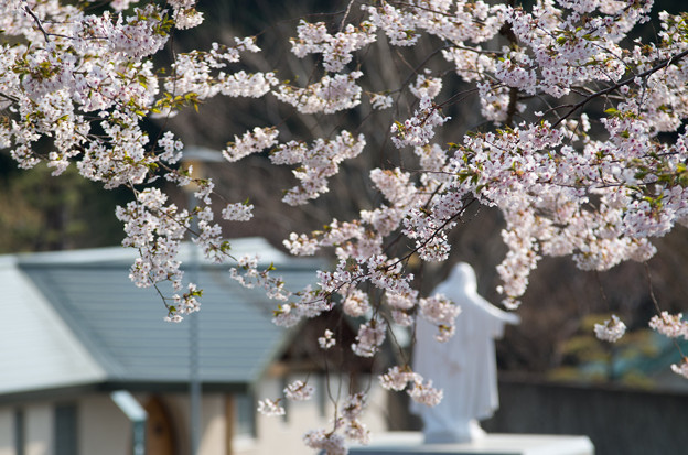 写真: 2015トラピスチヌの桜