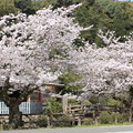 写真: 諫早公園の桜