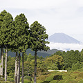 写真: 夏の庭園と富士山