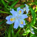 写真: Iris japonica＠シャガ