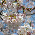 写真: 桜〜2016-1